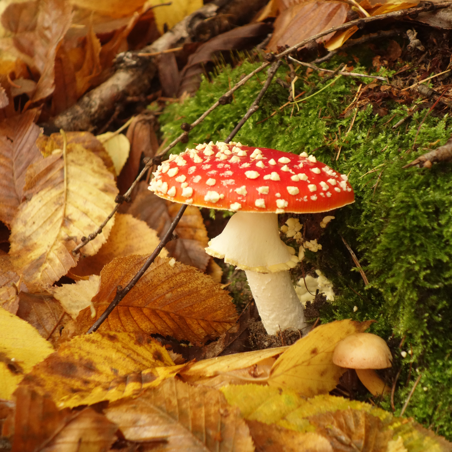 red mushroom, moss, leaves
